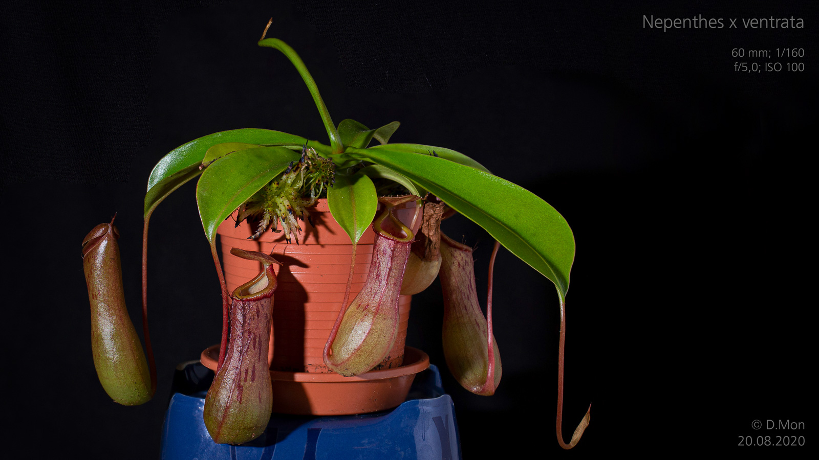 200820-Nepenthes_Hybride.jpg